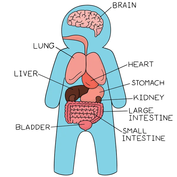 Wektor zestaw narządów wewnętrznych — Wektor stockowy