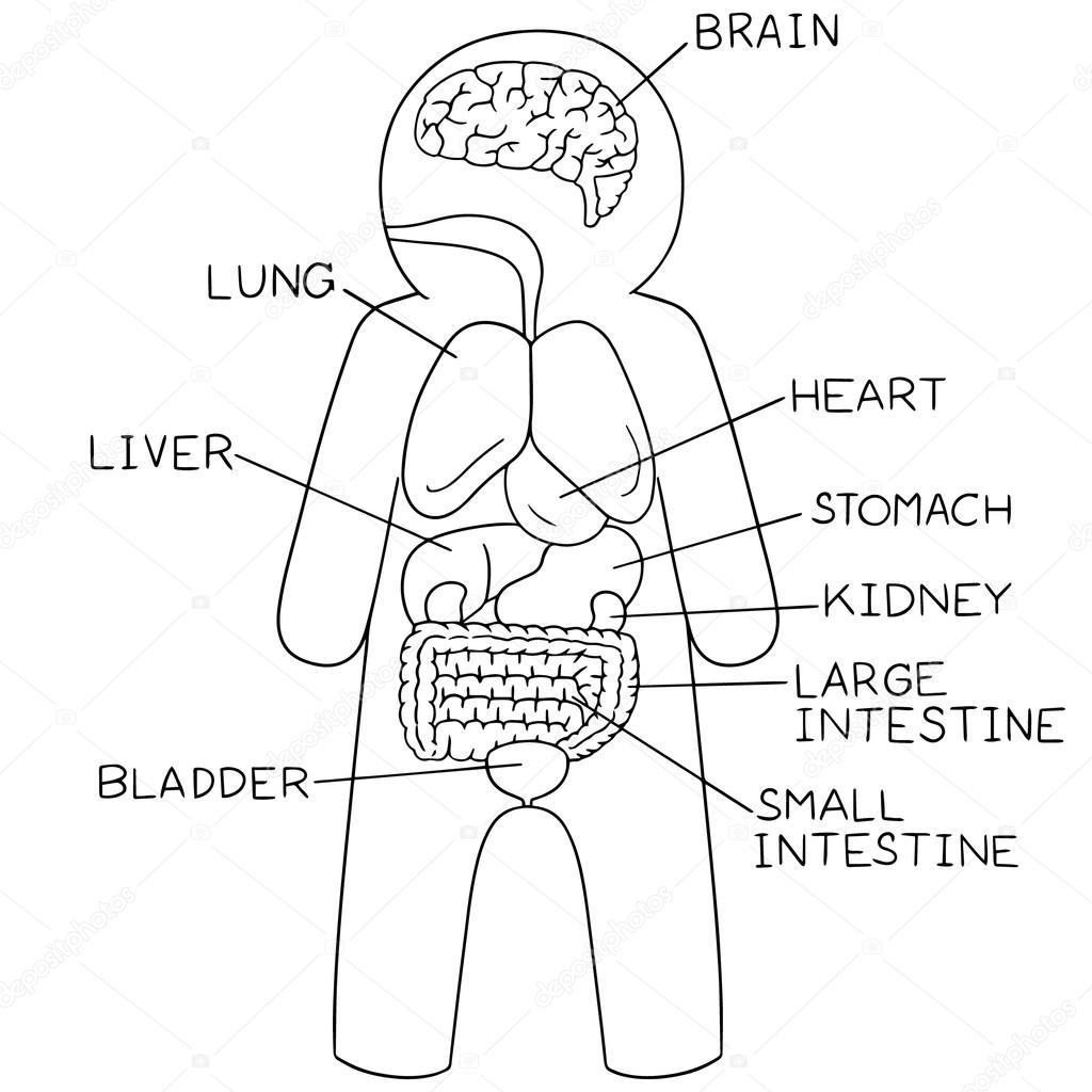 Раскраска внутренние органы человека для детей