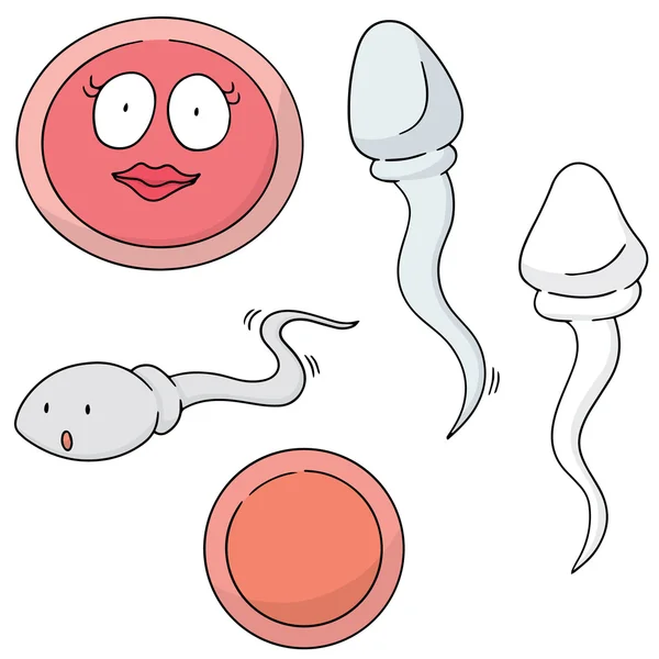 Векторный набор спермы и яйцеклетки — стоковый вектор