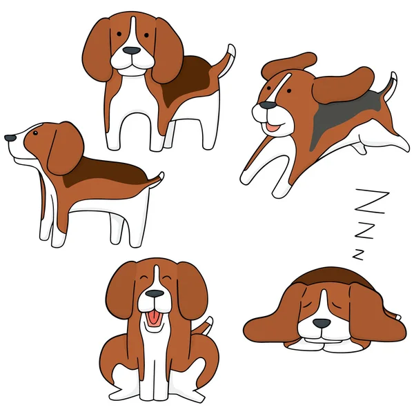 Ensemble vectoriel de chien, beagle — Image vectorielle