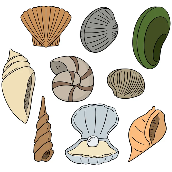 Vector set of sea shell — Stock Vector