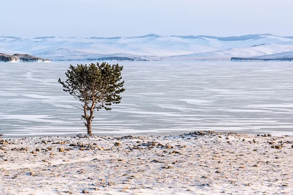 Pohon Kesepian di pantai — Stok Foto