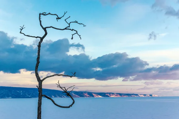 Albero sotto forma di scarabocchi — Foto Stock