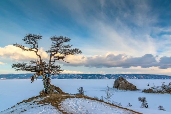 Lonely holy tree and rock Shamanka — Stock Photo, Image