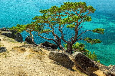 Sandy Bay güzel ağaçlar