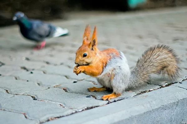 Squirrel jumps next to the dove — Stock Photo, Image