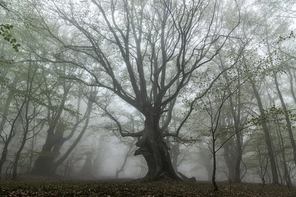 Niebla en bosque de haya —  Fotos de Stock