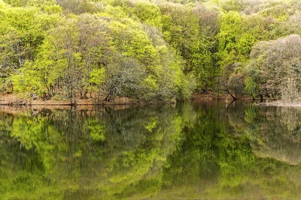 Riflessione di alberi nel lago Kutuzovskoe — Foto Stock