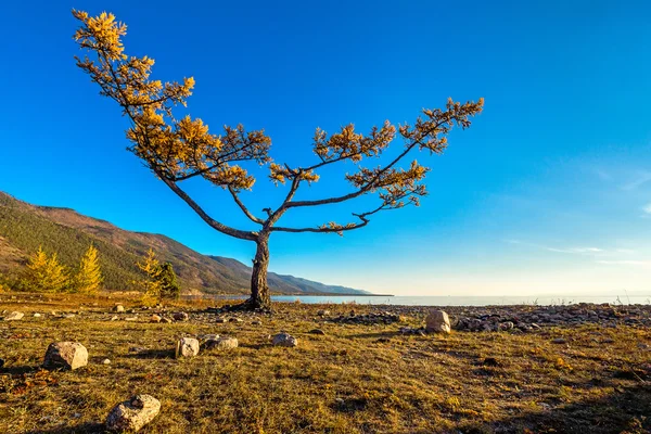 Larch bentuk yang tidak biasa di pantai Danau Baikal — Stok Foto
