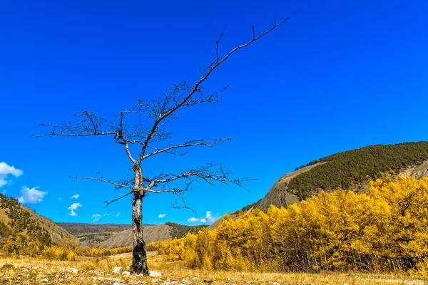 Altın sonbahar ormanın ortasında eski kömürleşmiş odun — Stok fotoğraf