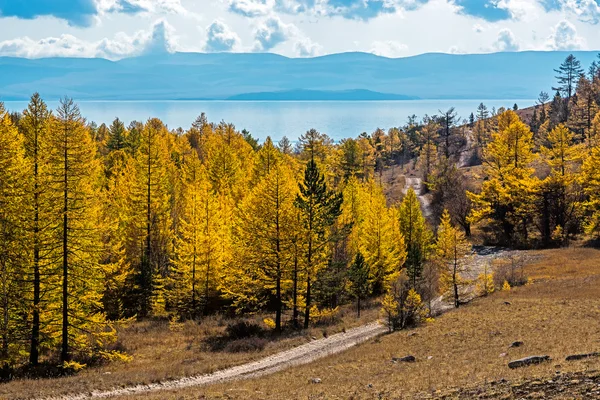 Deniz Baykal için yolun ormanın içinde