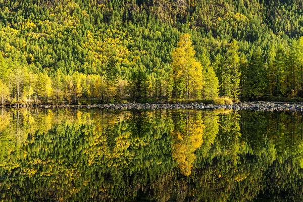 Foresta riflessa nell'acqua perfettamente liscia — Foto Stock