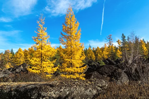 Yellowed larch in the woods — Stock Photo, Image