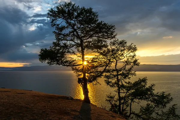 Sinar matahari melewati pohon — Stok Foto