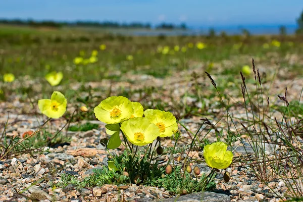 Yellow poppies on the shore of Lake Baikal — Stock Photo, Image