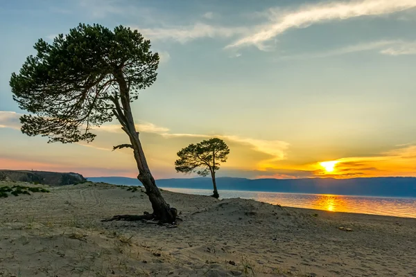 Due pini sulla riva del lago Baikal — Foto Stock