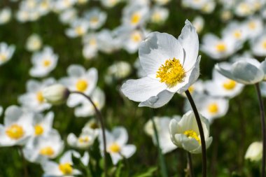 Beyaz ahşap anemon çiçekleri