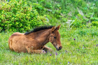 Tay çim üzerinde yalan