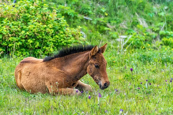 Tay çim üzerinde yalan