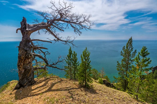 Pohon kering tua di puncak gunung — Stok Foto