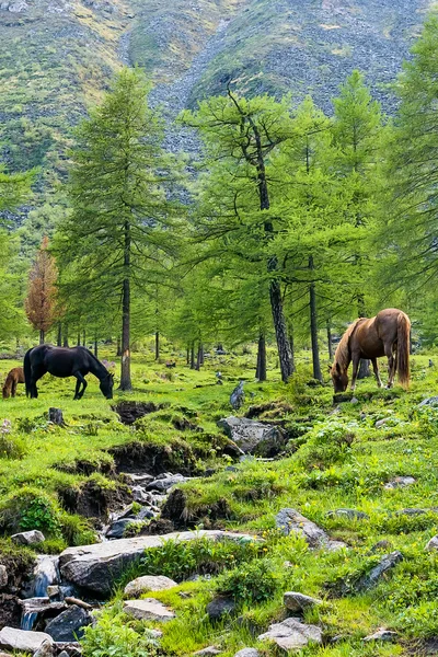 Лошади пасутся на лужайке в районе Тунки — стоковое фото