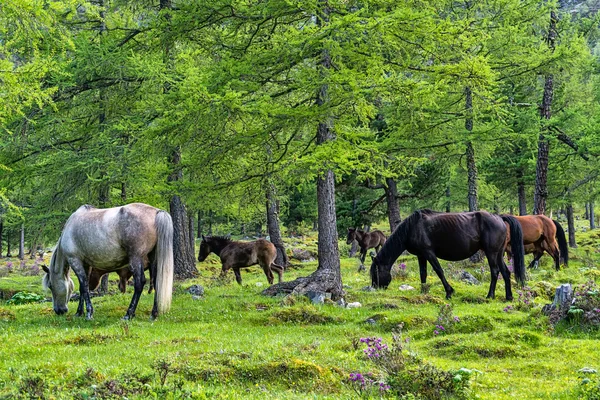 Pferdeherde weidet zwischen den Bäumen im Tunka-Bereich — Stockfoto