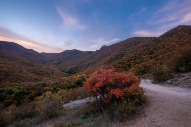 Ormanda sonbahar manzarası
