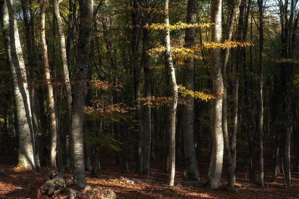 Trädstammar Skogen Vackert Belysta Solen — Stockfoto
