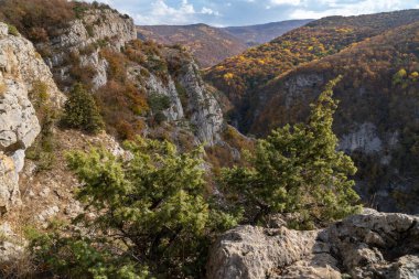 Büyük Kırım Kanyonu 'ndaki uçurumun kenarındaki çam ağaçları.