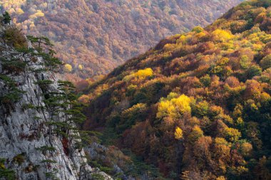 Büyük Kırım Kanyonu 'nda sonbahar ormanı