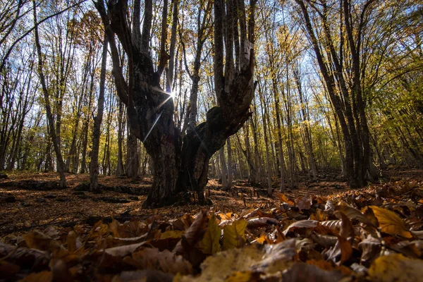 Hermoso Árbol Bosque Crimea —  Fotos de Stock
