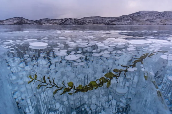 Paisaje Invernal Con Algas Congeladas Primer Plano —  Fotos de Stock