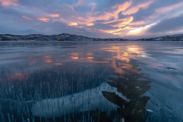 Algas Congeladas Gelo Lago Baikal — Fotografia de Stock