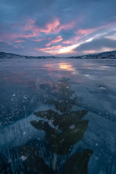 Alghe Congelate Nel Ghiaccio Del Lago Baikal — Foto Stock
