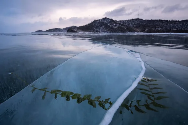 Зимовий Пейзаж Замерзлими Водоростями Передньому Плані — стокове фото