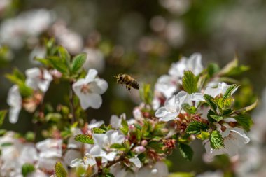 A bee flies among cherry blossoms