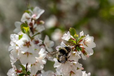 Bumblebee gathers honey in cherry blossom