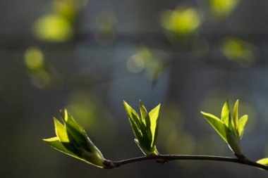 Şubenin ilk yaprakları