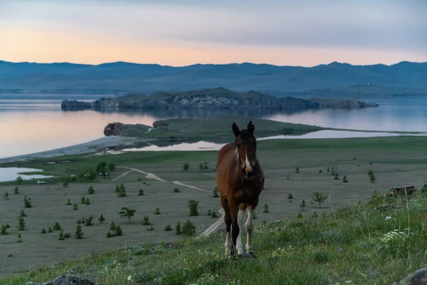 Коричневая Лошадь Фоне Байкала — стоковое фото