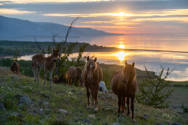 Стадо Лошадей Рассвете Озера Байкал — стоковое фото