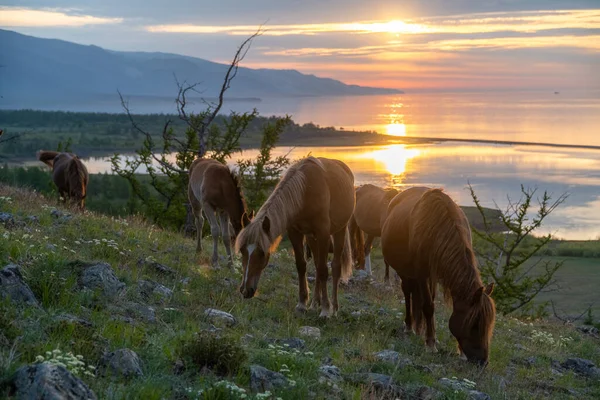 Стадо Лошадей Рассвете Озера Байкал — стоковое фото