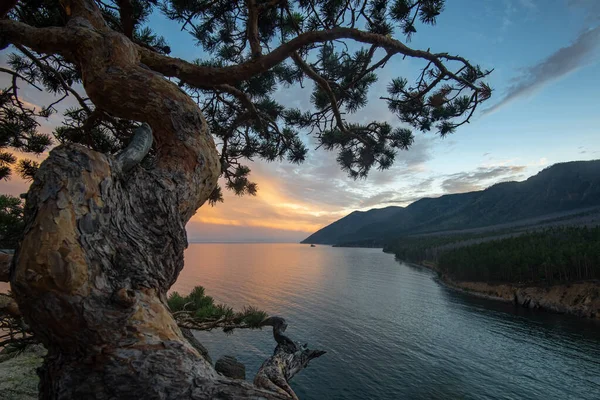 Pohon Pinus Yamadori Tepi Danau Baikal Terhadap Latar Belakang Langit — Stok Foto