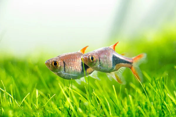 Yeşil akvaryum, Rasbora heteromorph,