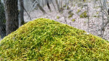 yosun bitki yosunlu yüzey