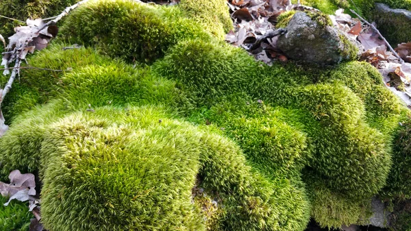 苔藓植物长满青苔表面 — 图库照片