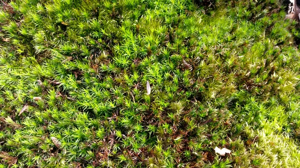 Musgo planta superfície musgosa — Fotografia de Stock