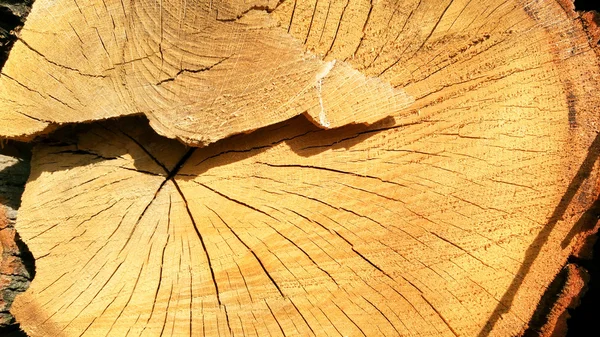 Superfície do toco da árvore — Fotografia de Stock