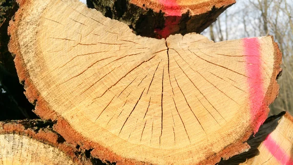 Superfície do toco da árvore — Fotografia de Stock
