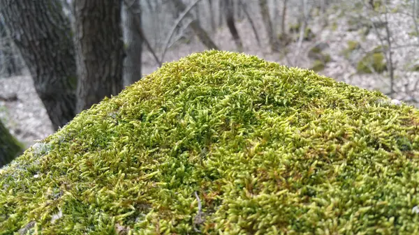 Planta de musgo Mossy superficie — Foto de Stock