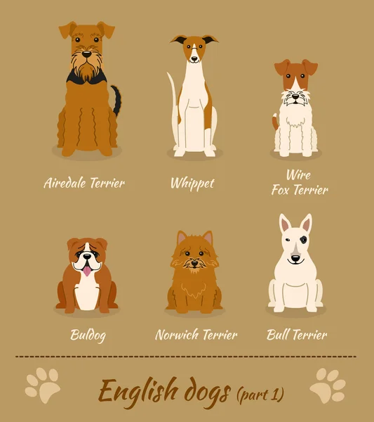 Set of English dogs — Stock Vector